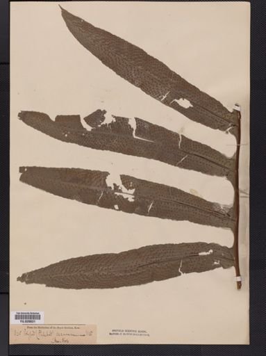 Polypodium