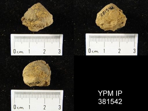 Uncinulus sp.