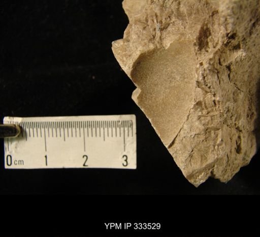 Bronteus cf. laticauda