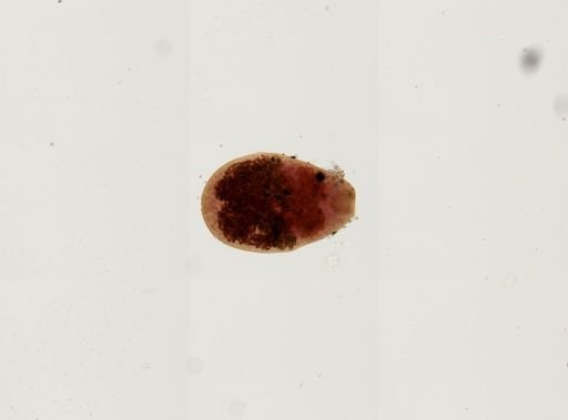 Prosthodendrium naviculum