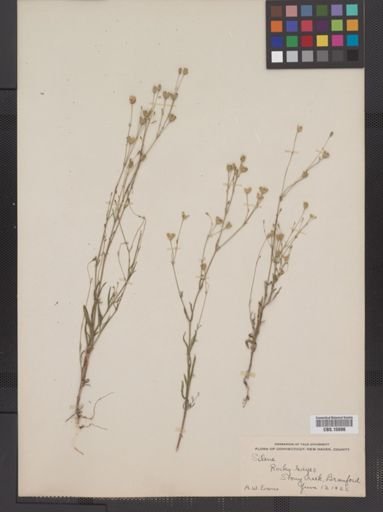 Plantae