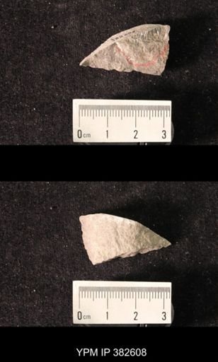 Spirifer cameratus