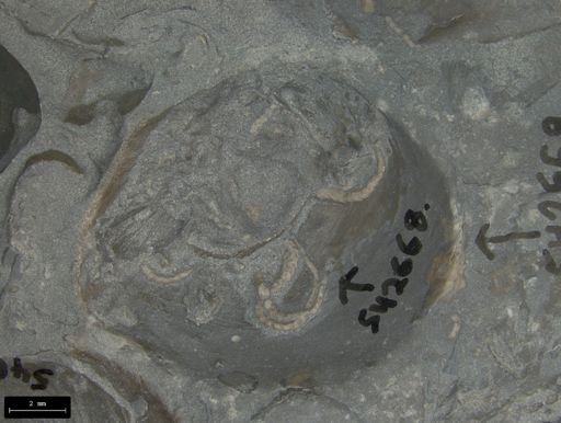Placunopsis?