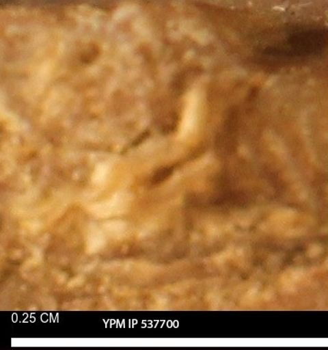 undet. Serpulidae