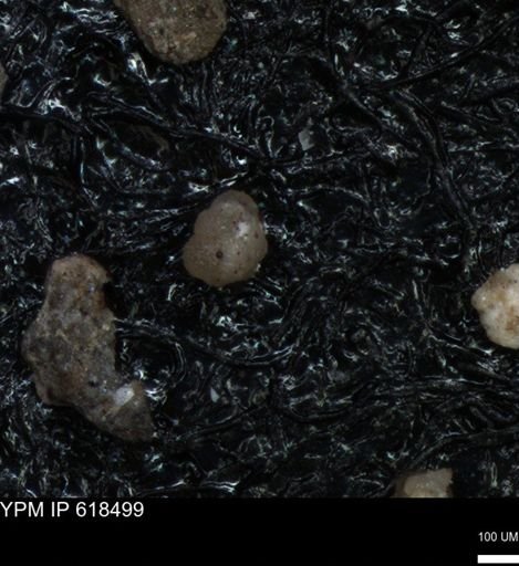 undet. Foraminiferida