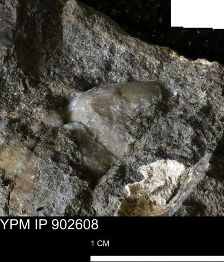 undet. Mollusca