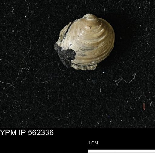 Limopsis striatopunctatus