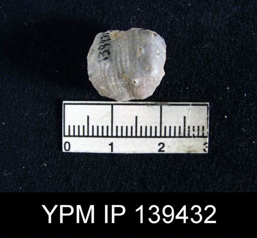Marginifera typica