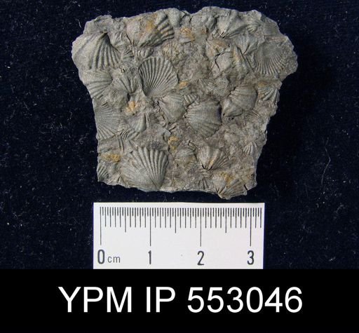 Camarotoechia sp.