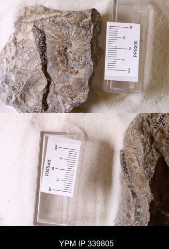 Scaphites whitfieldi