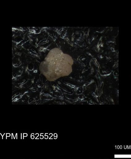 undet. Foraminiferida