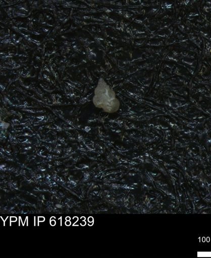 undet. Heterohelicidae