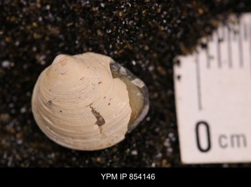 Limopsis striatopunctatus