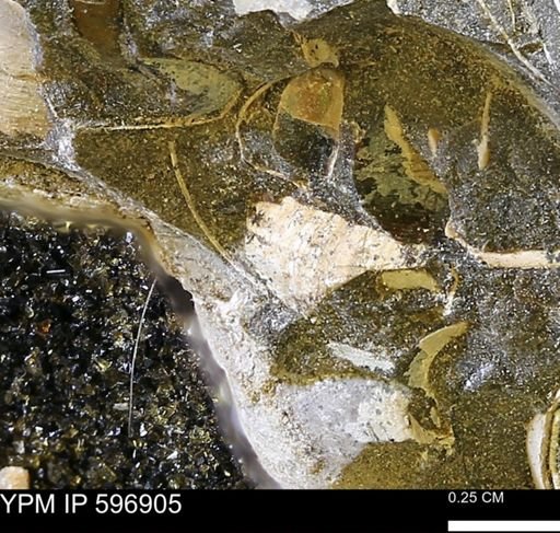 undet. Bivalvia