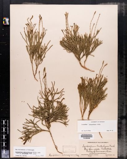 Lycopodium