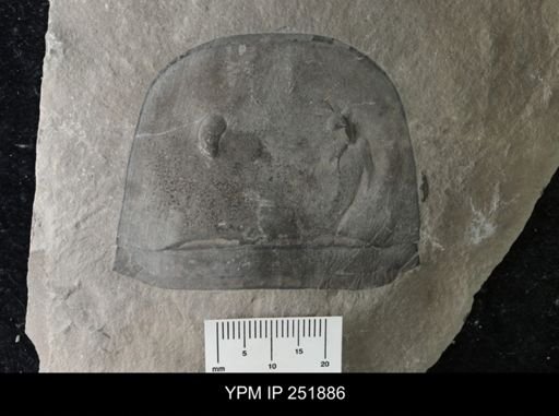 Eurypterus sp.