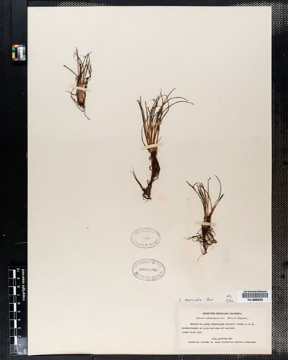 Isoetes muricata