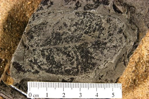 Sapindus brittonii