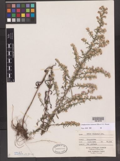 Symphyotrichum racemosum