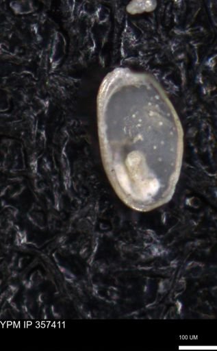 undet. Ostracoda