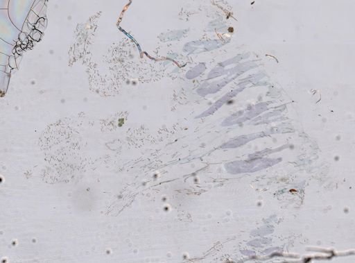 Ceratoporella nicholsoni