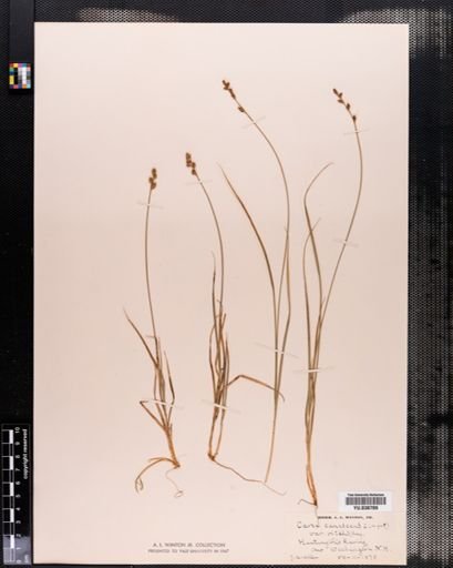 Carex canescens