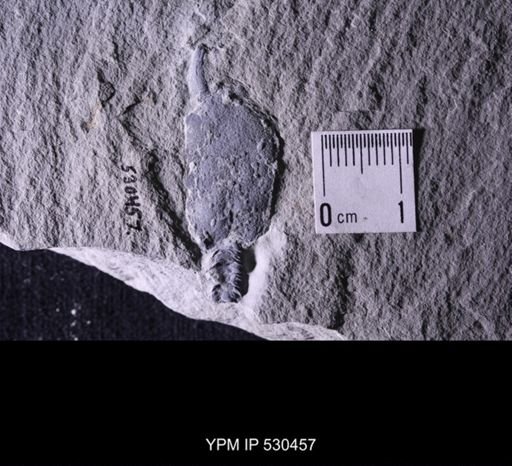 Castericystis vali