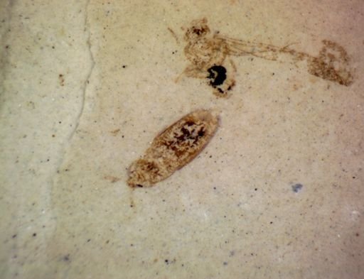 undet. Coleoptera