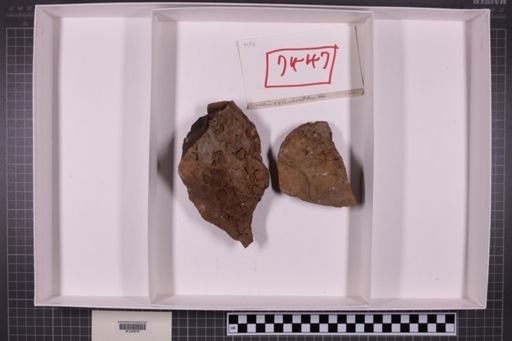 mixed taxa, stratigraphic collection