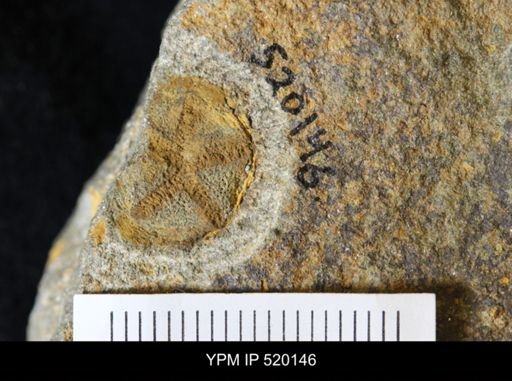 undet. Edrioasteroidea