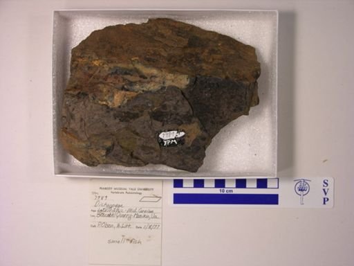 Dictyopyge