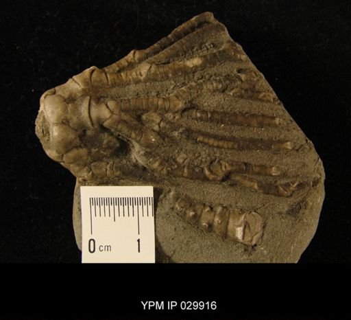Abrotocrinus unicus