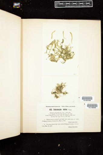 Enteromorpha minima