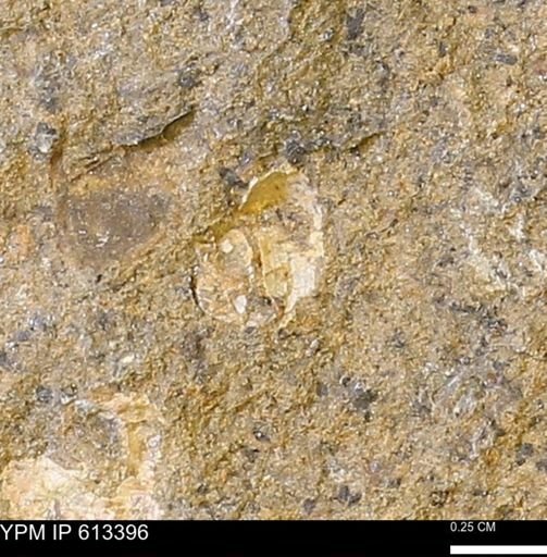 Scaphites sp.