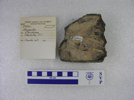 Mammuthus sp.