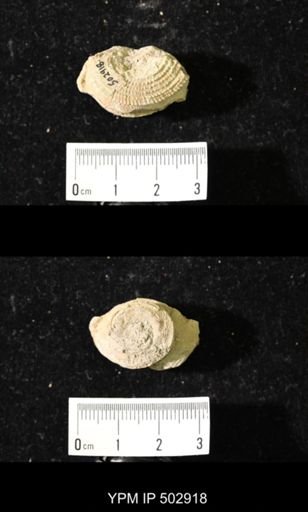 Worthenia tabulata
