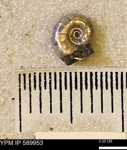Hoploscaphites nicolletii