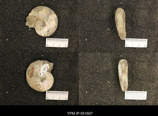 Hoploscaphites nicolletii