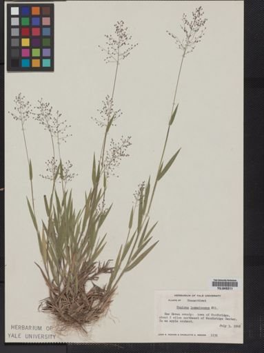 Panicum lanuginosum