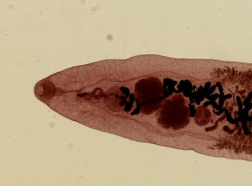 Dicrocoelium dendriticum