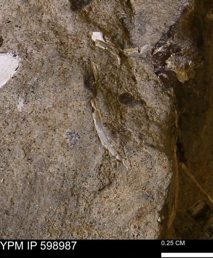 Mollusca