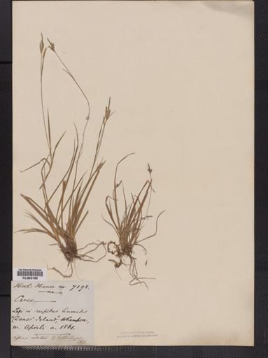 Carex