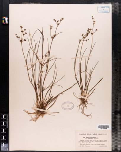 Juncus articulatus