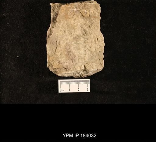 Ceraurus sp.