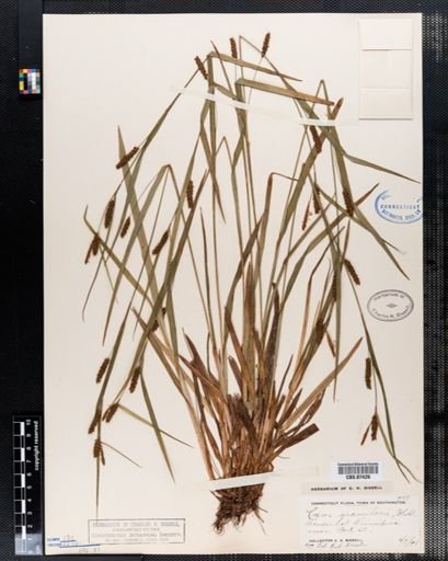Carex granularis