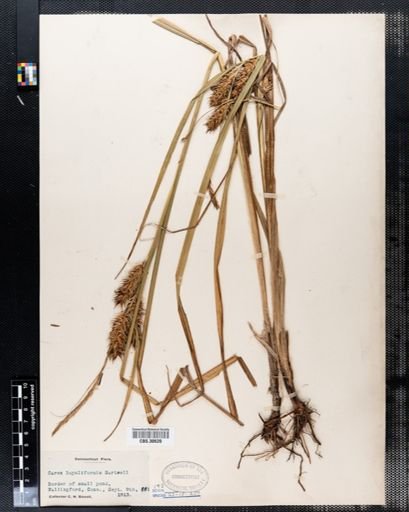 Carex lupuliformis