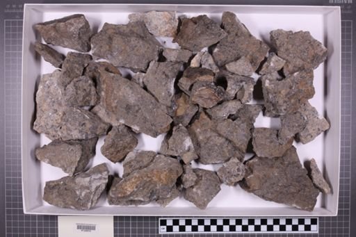 mixed taxa, stratigraphic collection