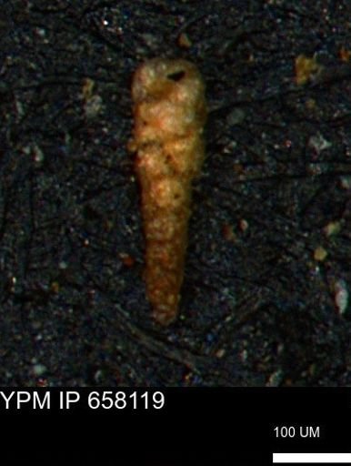 Verneuilinoides kansasensis