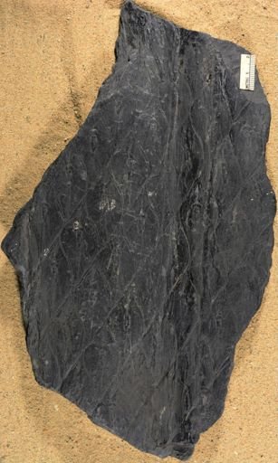 Lepidodendron giganteum
