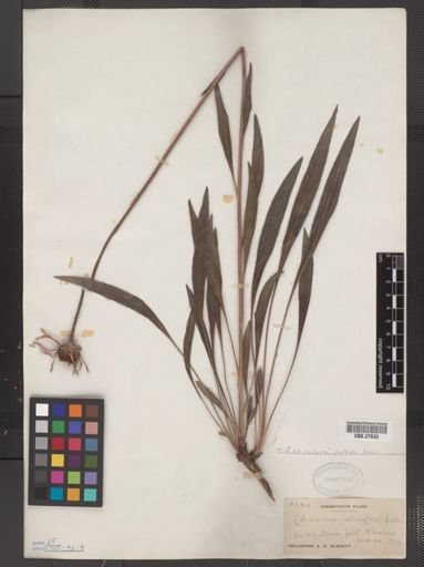 Echinacea pallida